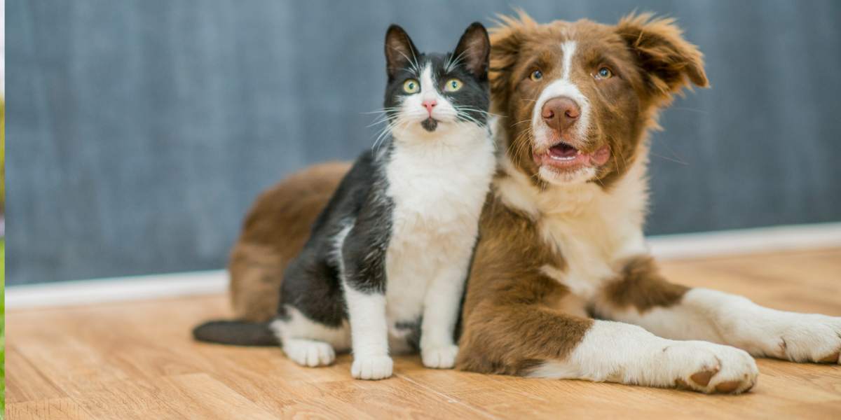 Quels sont les chats qui s'adaptent le mieux aux chiens ?